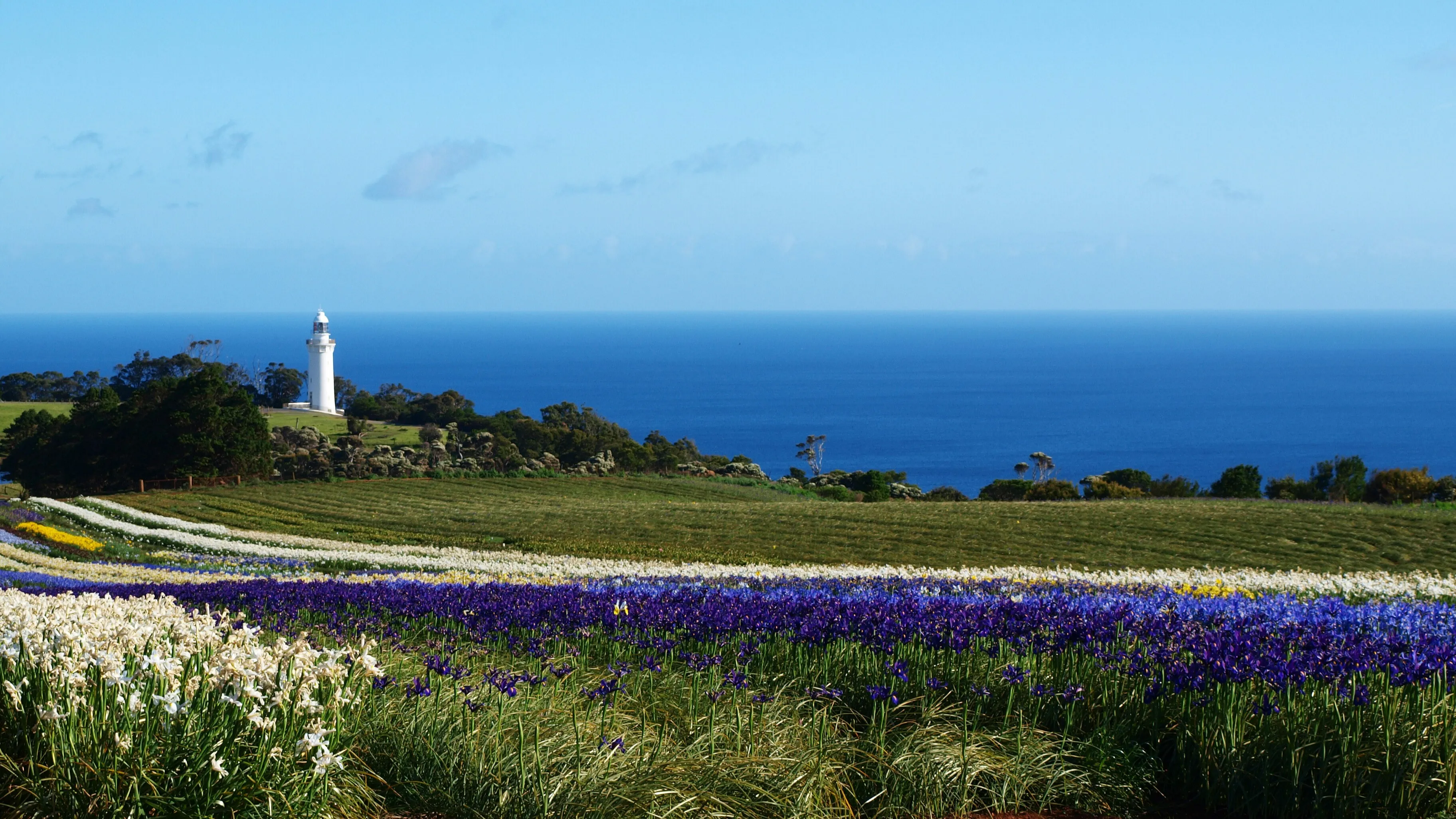 Table Cape lighthouse above the flower fields near Wynyard
